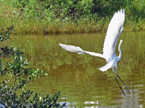 great egret flying