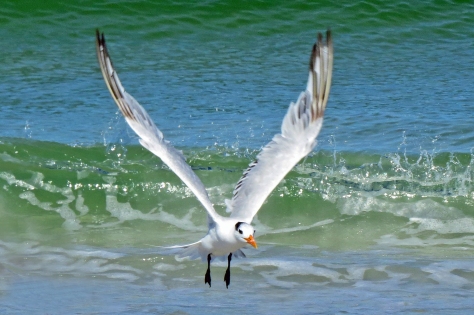 royal tern flying