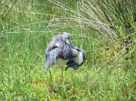 tricolored heron after a dive