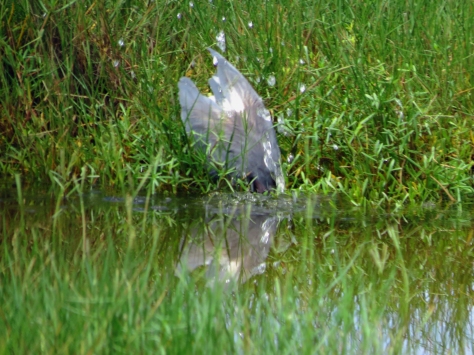tricolored heron diving