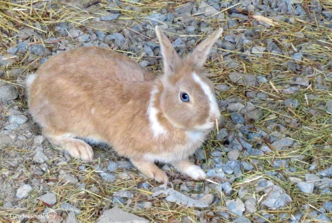 wild rabbit karlberg ud164
